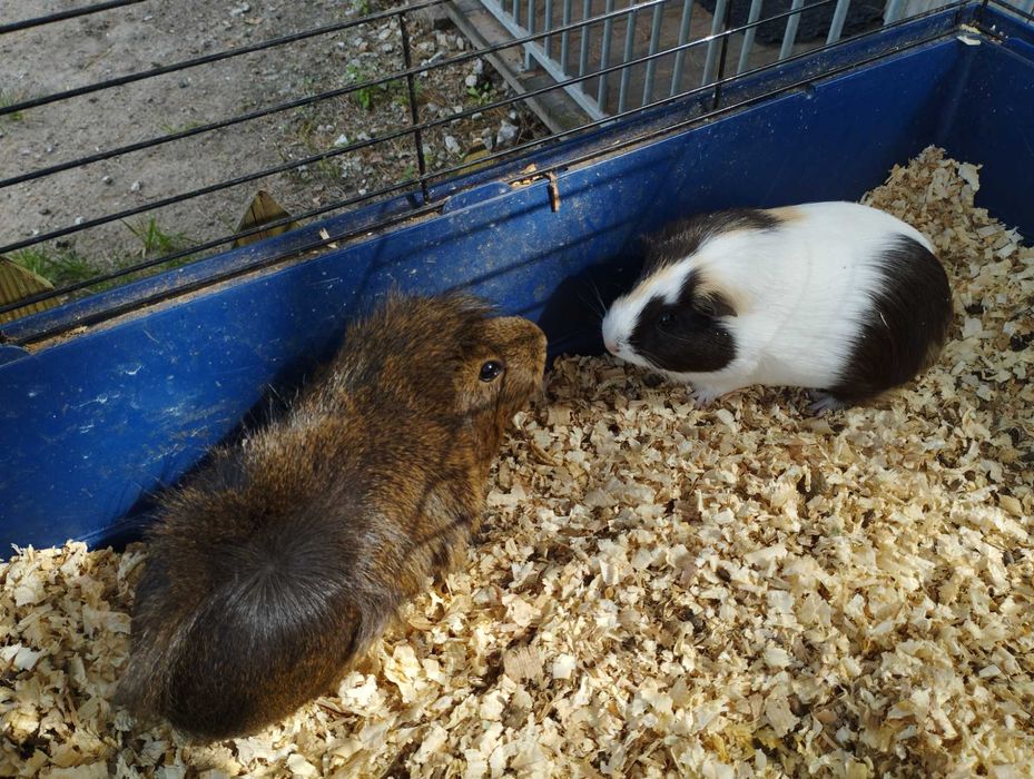 Świnki morskie (samce i samiczki)