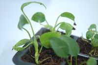 Anthurium waterburyanum