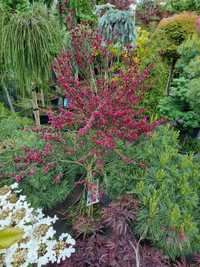 Krzewy ozdobne Szeroki wybór formowane Niwaki BONSAI Drzewa Rośliny oz