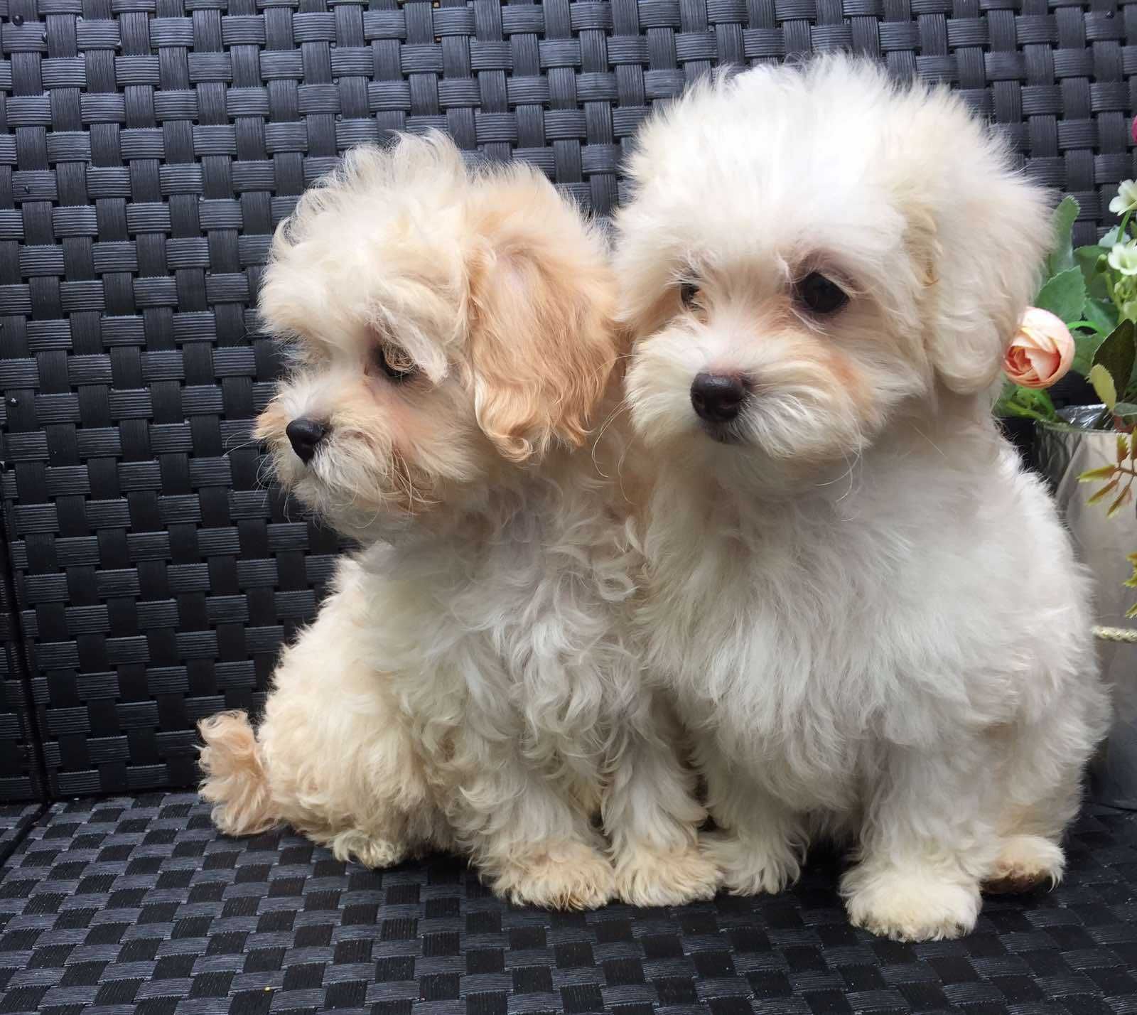 Міні і середні Мальтіпу maltipoo. Київ.