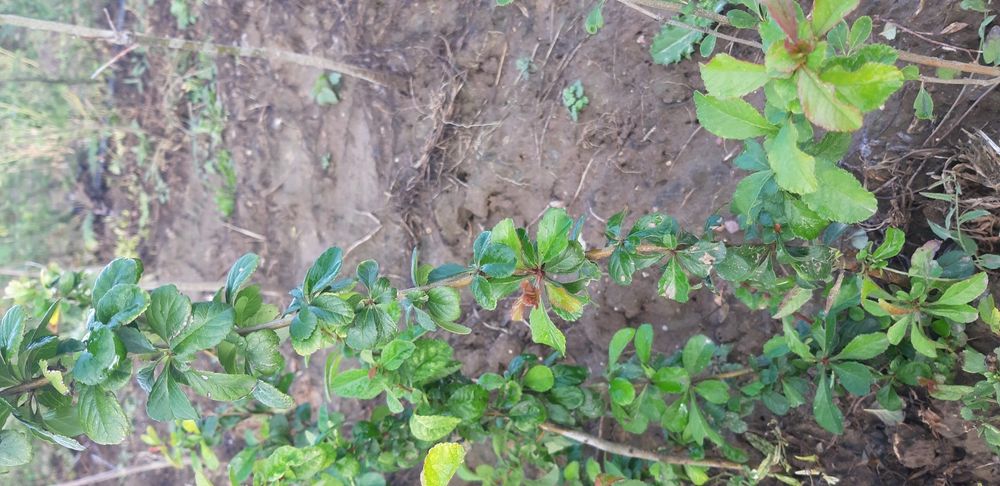 Akacja , amfora, ewoida rośliny miododajne