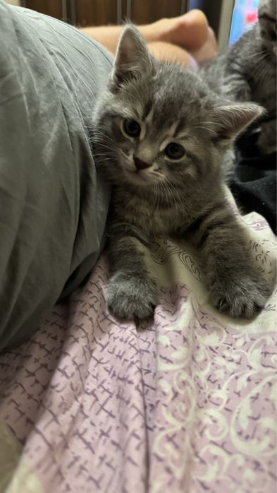 Прямовуха дівчинка