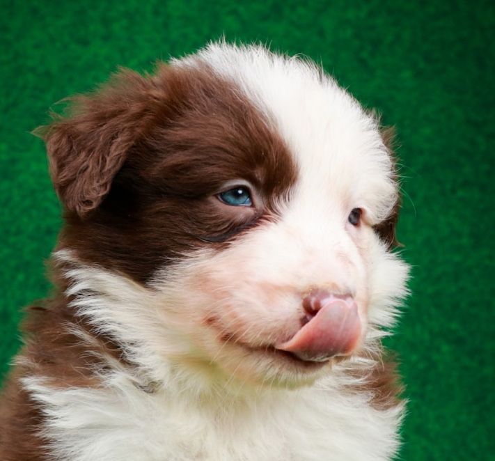 Border Collie Piesek Czekoladowy (6)