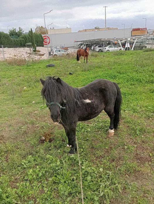 Ponei montado engatado manso