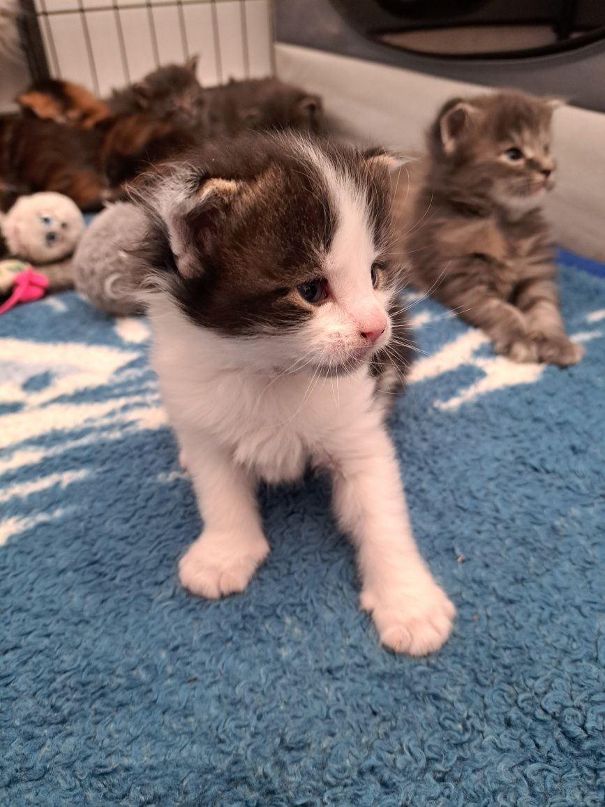 Kocurek Maine Coon