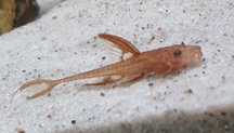 Loricaria red lizard – Zbrojnik czerwony