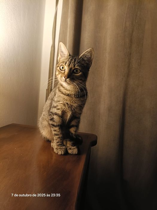 Gatinho para adoção