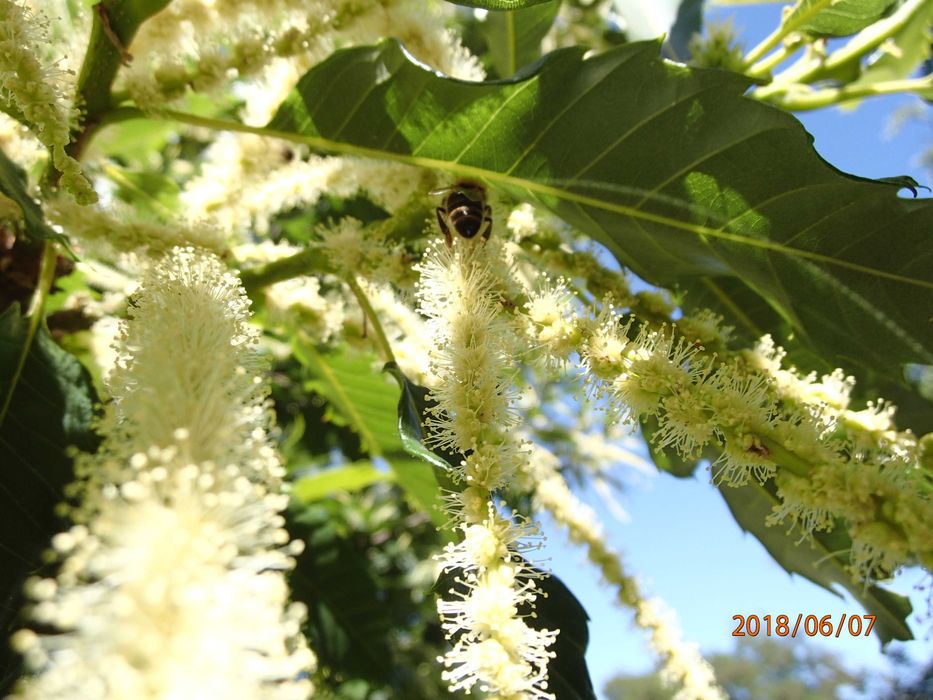 Kasztan jadalny Castanea sativa w doniczce