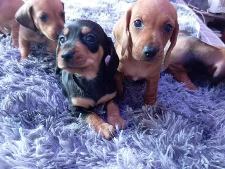 Цуценята такси гладкошерсної