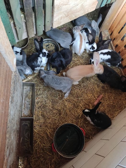 Króliki srokacze , belgi ,barany