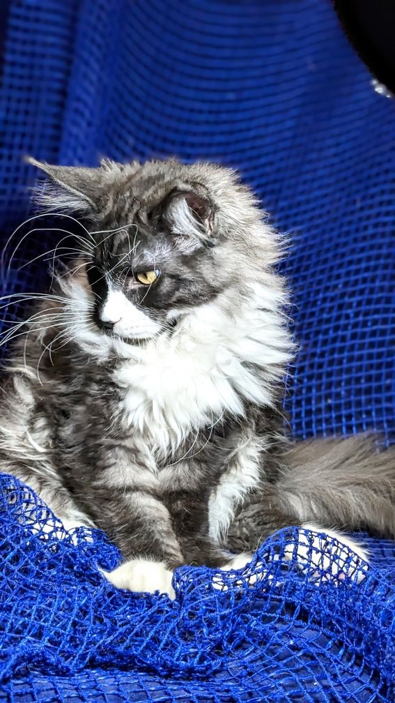 Мейн-кун ,кошеня