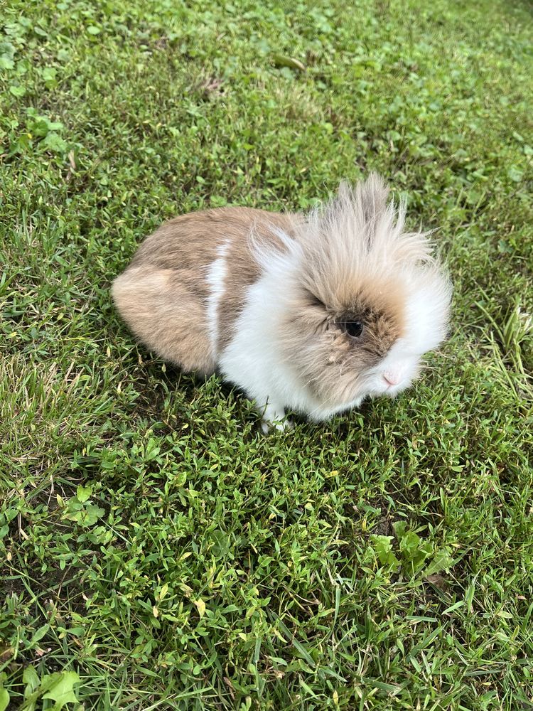 Króczek teddy samiec