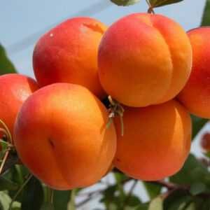 Хурма Інжир Яблуня Персик Черешня Груша Слива Абрикос Азіміна Магнолії