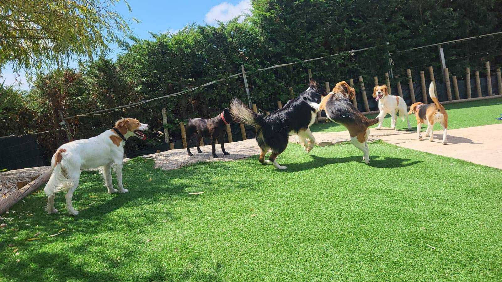 Hotel Cães e Gatos - Caldas da Rainha - Lisboa - Leiria