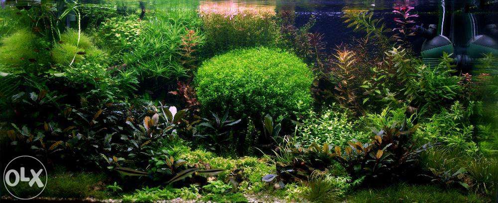 Bucephalandra ShineBlue Piękne sadzonki!