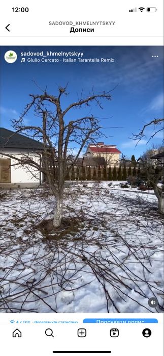 Обрізка плодових дерев