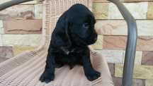Cocker spaniel angielski Piesek