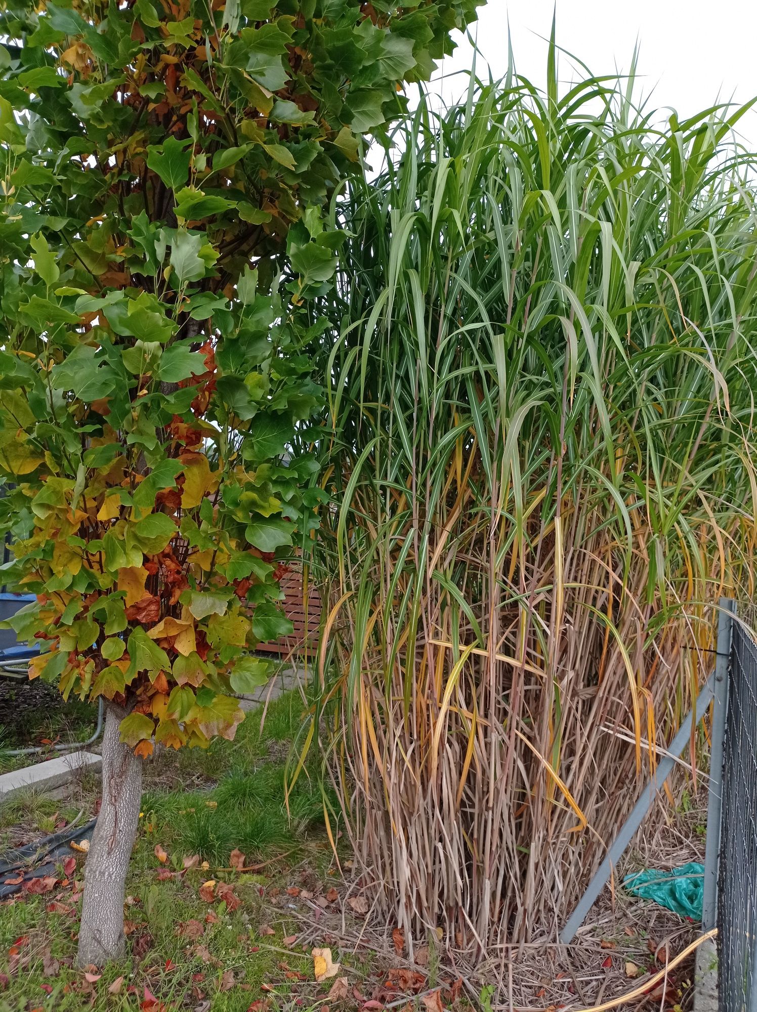 Miskant olbrzymi Miscanthus giganteus doniczka 3L