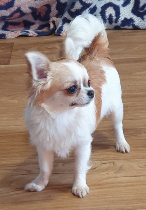 Длинношерстная чихуахуа девочка