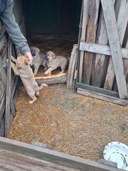 Цуценята в добрі руки
