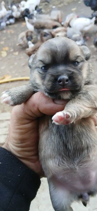 Карликові цуценята. НЕ ЧИСТОПОРОДНІ!!!