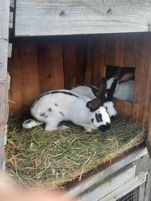 Продам кролі породи строкач