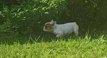 Buldog francuski