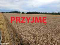 Wydzierżawię grunty rolne/ dzierżawa ziemi