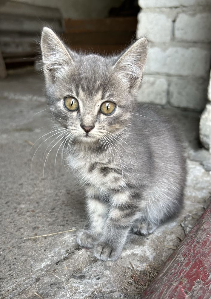 Віддам кошенят, котиків у добрі руки