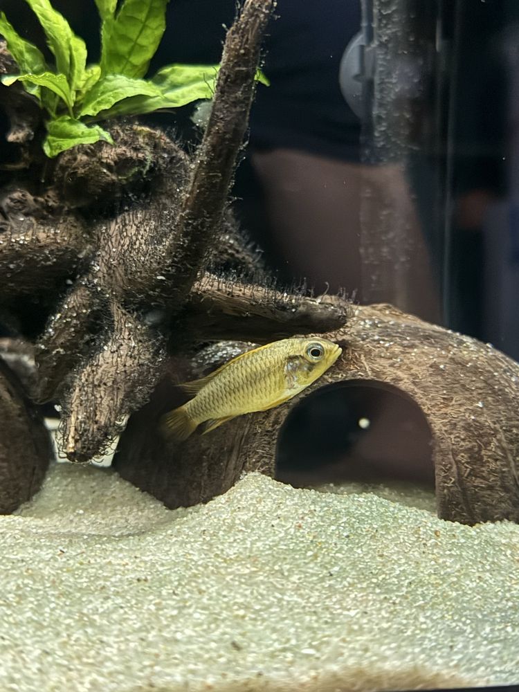Apistogramma Agassizii Alenquer Blue Red Tail - Femêa