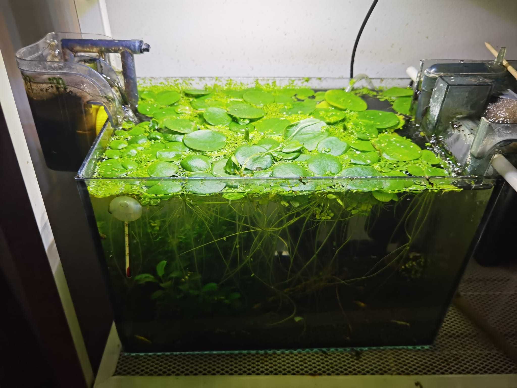 Amazon Frogbit (Limnobium laevigatum)