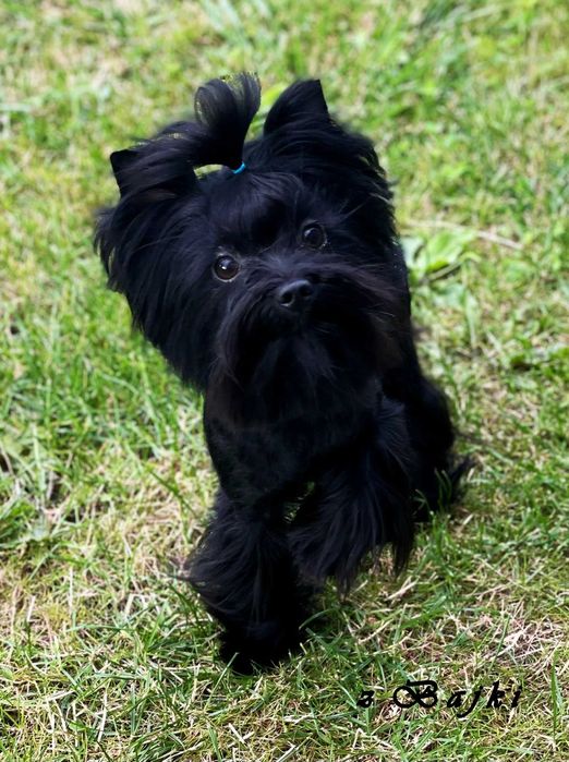 York czarny - nie wybarwi się. Po obojgu czarnych rodzicach.