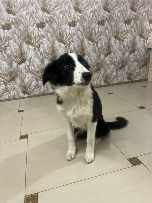 Szczeniak Border collie z rodowodem