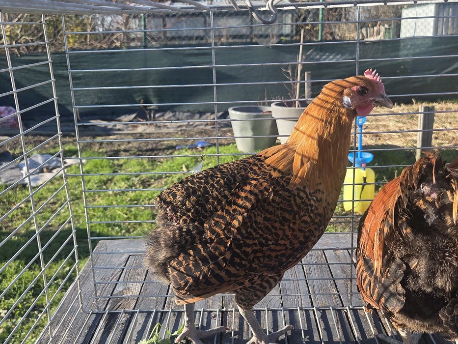 Brakel złoty lub srebrny - para