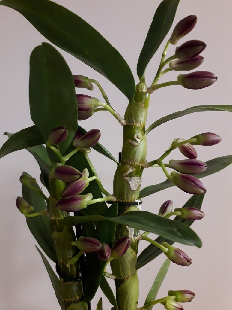 Дендробіум Орхідея Всі сорти Цвітущі