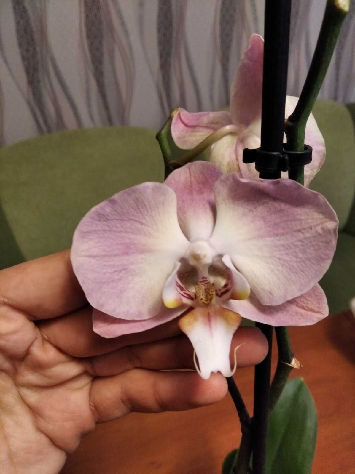 Орхідея ( орхидеи)