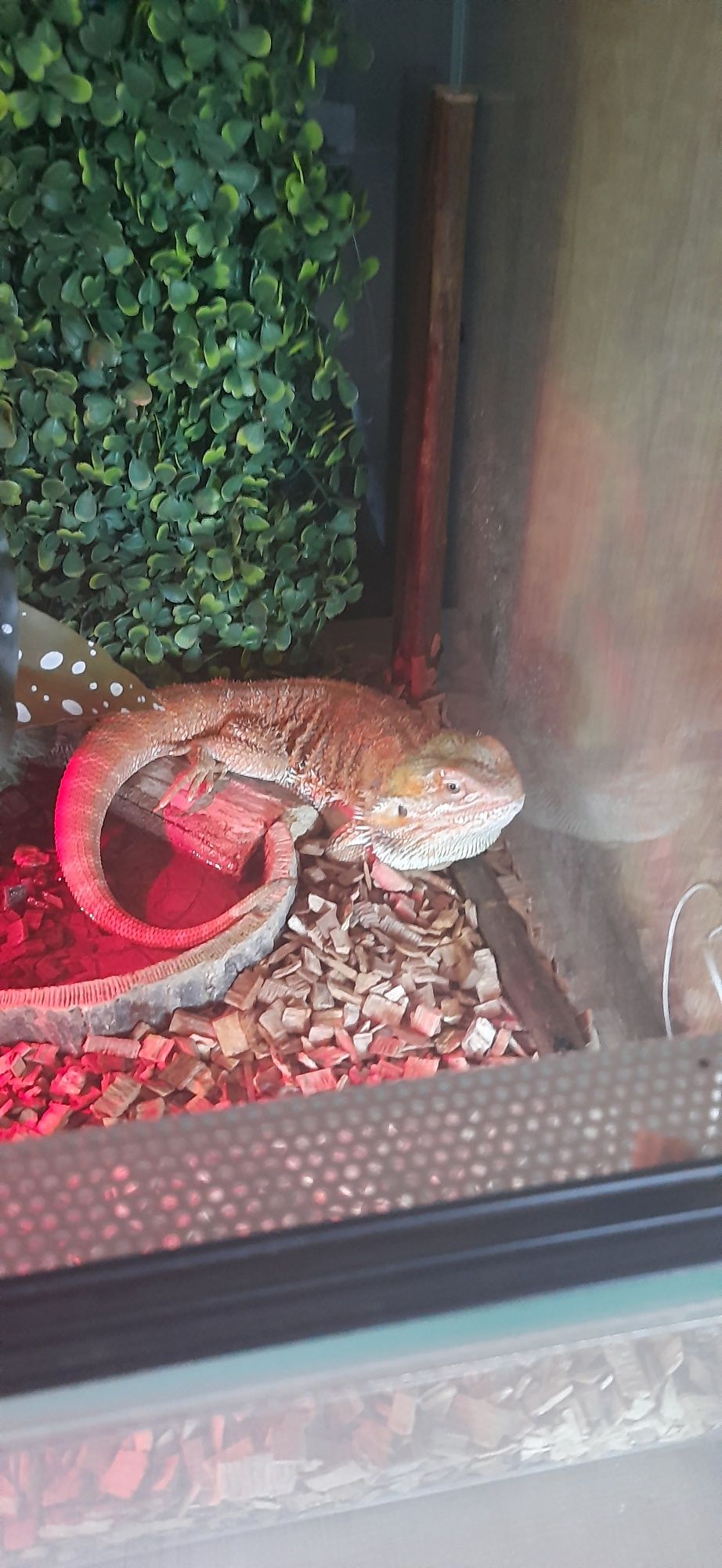 Agama brodata+ terrarium