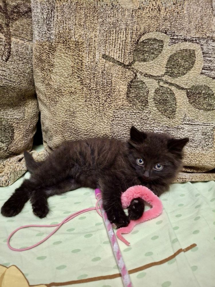 віддам кошеня котика безкоштовно