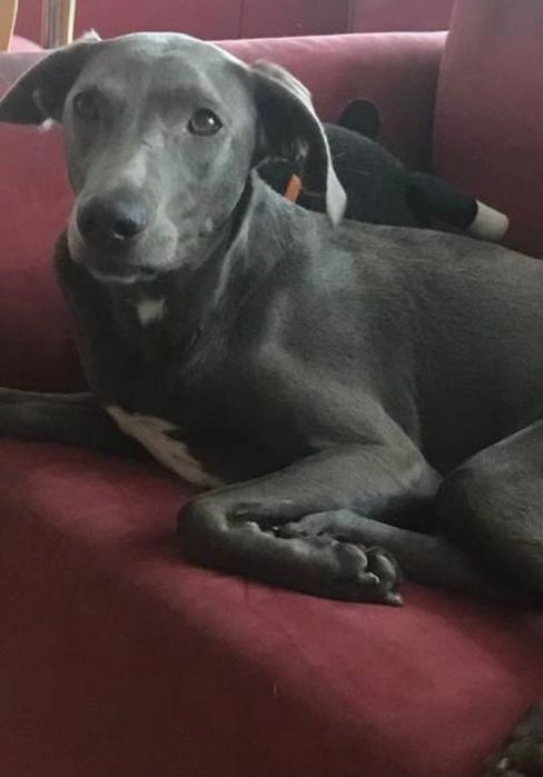 Собака у добрі руки