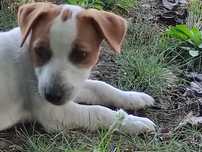 Jack Russell Terrier FCI