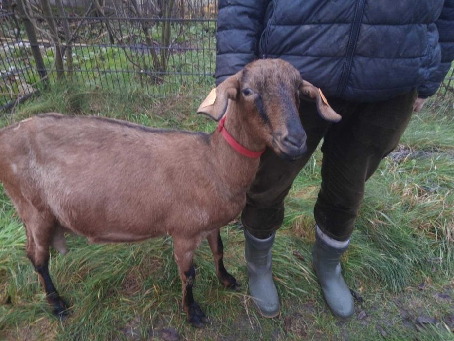 Koza 75% AN bardzo mleczna