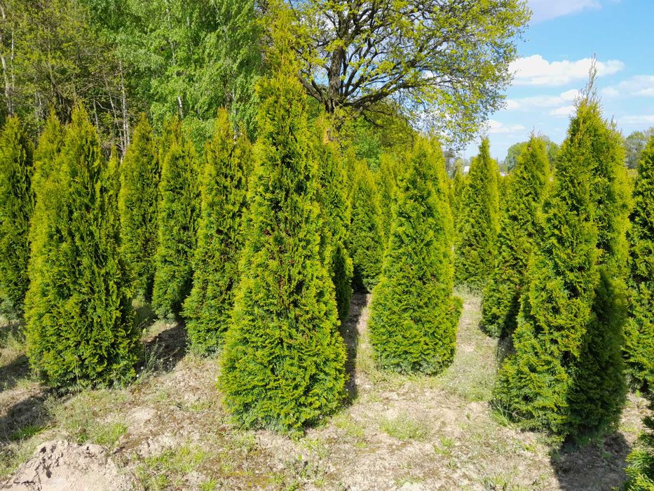 Tuja Szmaragd! Thuja Smaragd 100,120,140,150 cm! Dowóz! Tuje,sadzenie!