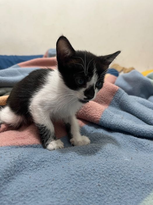 Gatinho adoção responsável