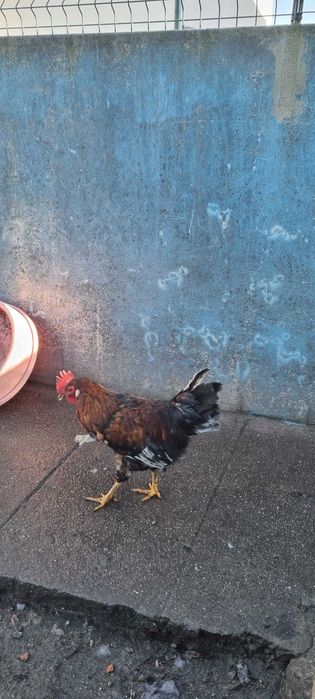 Galos garnizos pombas King