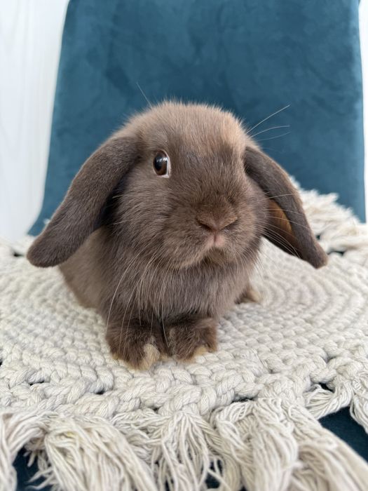 Króliki mini lop [4-5 miesięczne) królik miniaturka / hodowla