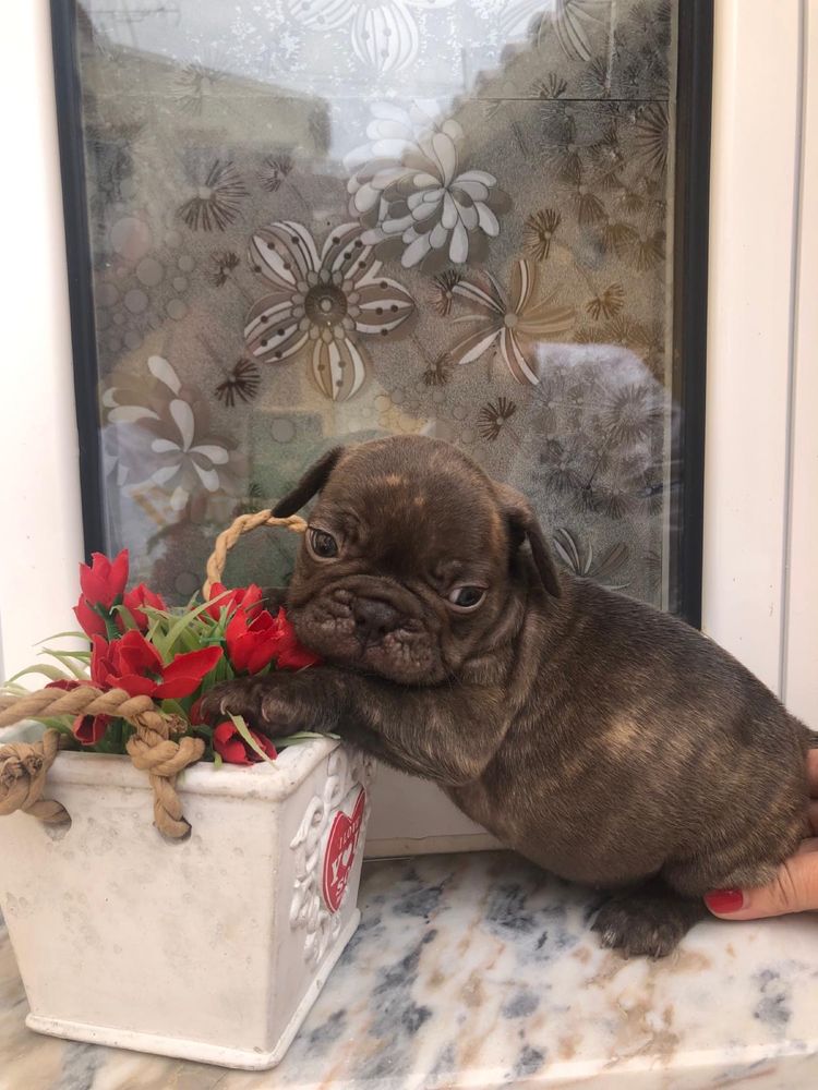 Bulldog francês   macho top exotico