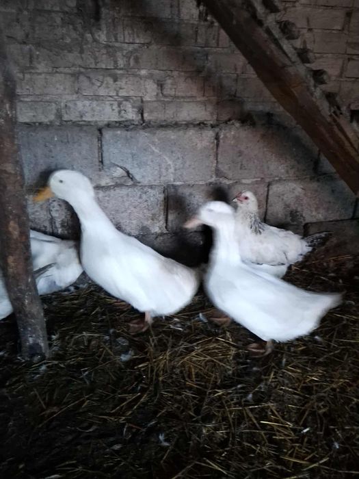 Sprzedam kaczo-gęś