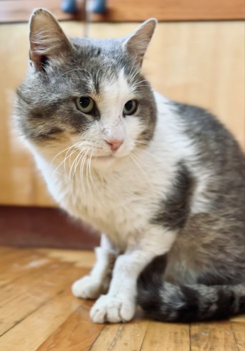 Врятований котик після ДТП шукає родину