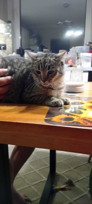 Oddam koty - dwa koty i jedna kotka