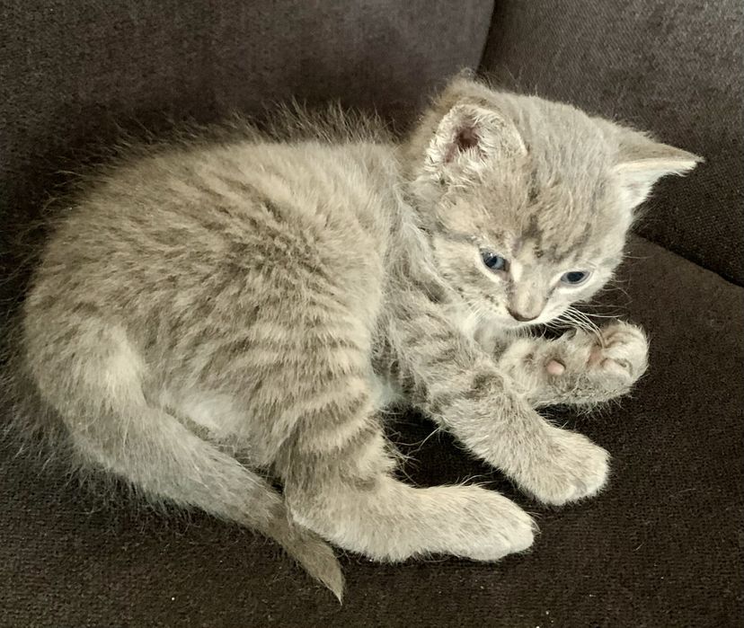 Trzy niebieskookie kocurki, na kolanka, do ciepłego domu z ogrodem.